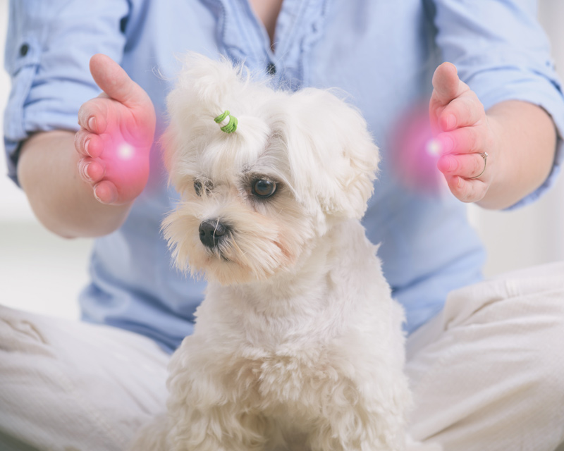 A person's hands glow with a pink light on either side of a small white dog's head.